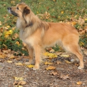 Pyrenean sheepdog, smooth-faced